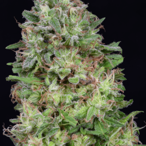 WHITE-WIDOW
