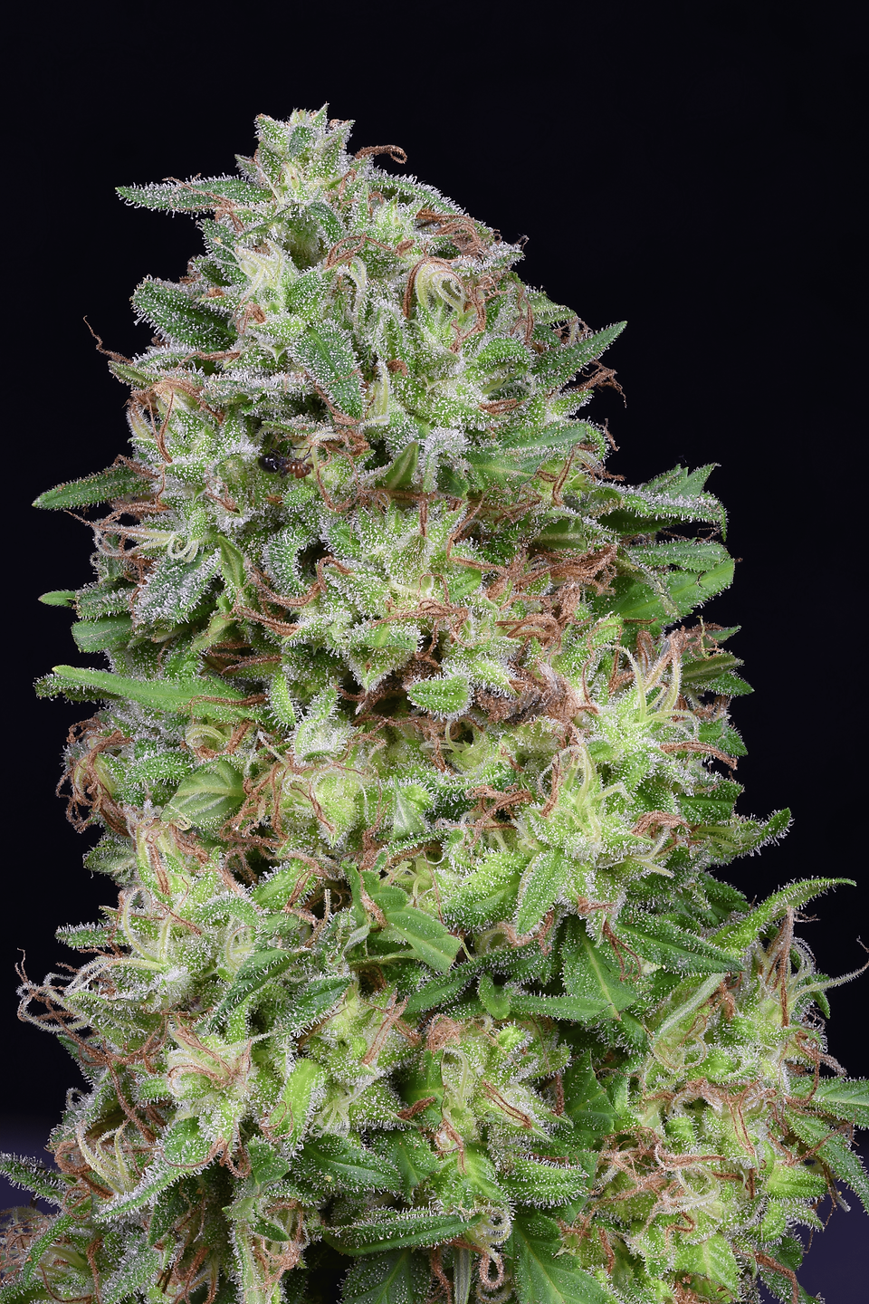 Don Avalanche DON WHITE WIDOW WHITE-WIDOW