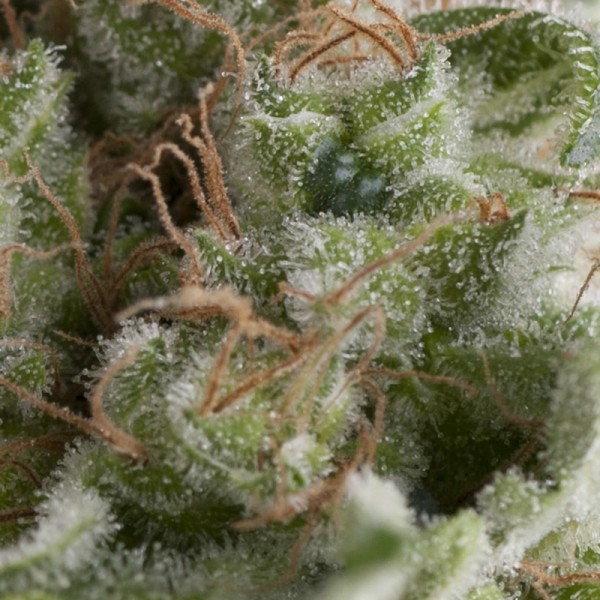 Pyramid Seeds AMERICAN PIE AUTO