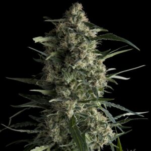 CBD CANNABIS SEEDS