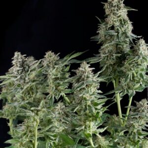 CBD CANNABIS SEEDS