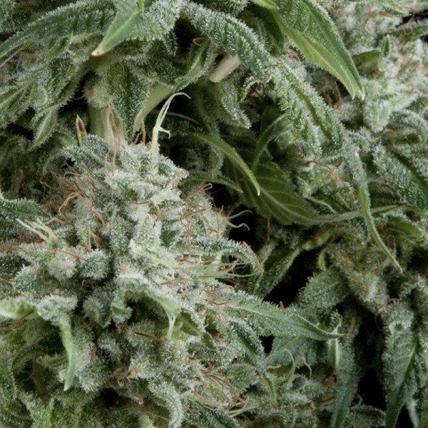 Pyramid Seeds NORTHERN LIGHTS CBD AUTO NORTHERN LIGHTS CBD