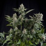 WHITE WIDOW CANNABIS SEEDS