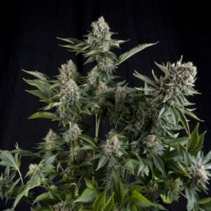 CBD CANNABIS