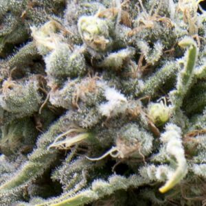 WHITE WIDOW CBD