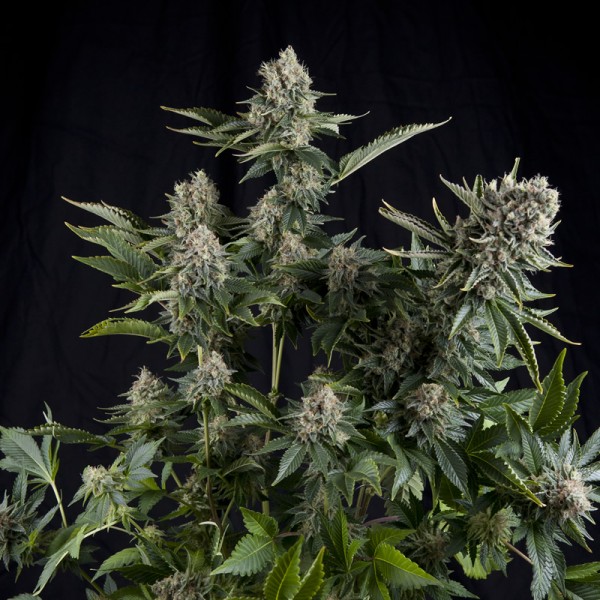 CBD CANNABIS