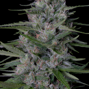 bruce banner cannabis
