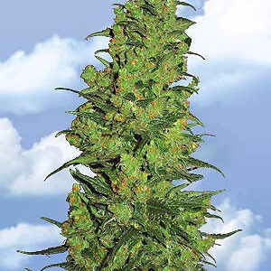 temple haze cannabis seeds