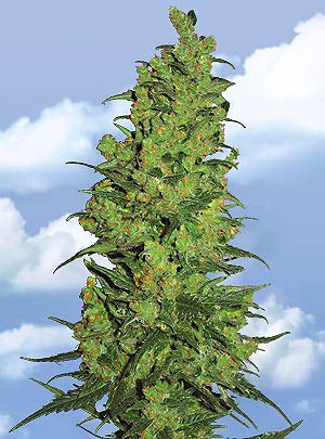 temple haze cannabis seeds