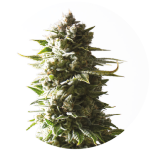 Yieldmonger MOTHER APE SHIT AUTO