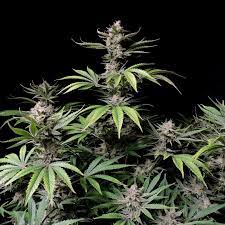 42 Fast Buds CHERRY COLA AUTO