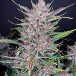 42 Fast Buds GORILLA PUNCH AUTO