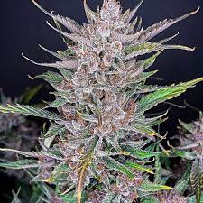 42 Fast Buds GORILLA PUNCH AUTO
