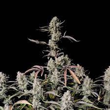 42 Fast Buds GORILLA ZKITTLEZ AUTO