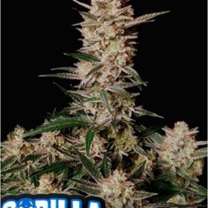 42 Fast Buds STRAWBERRY GORILLA AUTO