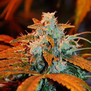 G13 Labs AUTO BERRY
