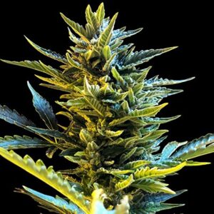 G13 Labs AUTO BRIDE CAKE