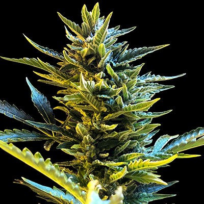 G13 Labs AUTO BRIDE CAKE G13 Labs AUTO BRIDE CAKE