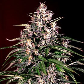 G13 Labs AUTO DOSI