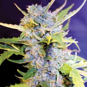 G13 Labs AUTO FRO YO