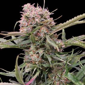 G13 Labs AUTO GIGABUD
