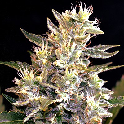 G13 Labs AUTO SUNSET VIBES G13 Labs AUTO SUNSET VIBES