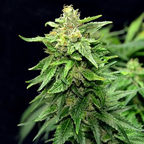 G13 Labs BLUE CINDY