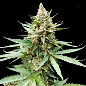 G13 Labs BLUE OG