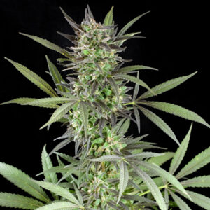 g13-labs-blue-venom