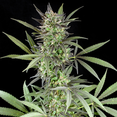 G13 Labs BLUE VENOM g13-labs-blue-venom