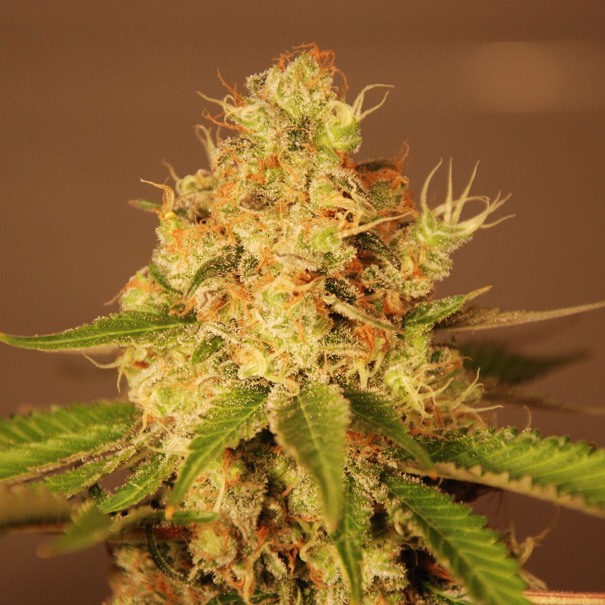 G13 Labs DIESEL AUTO