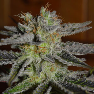 G13 Labs DOUBLE BLACK