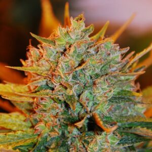 G13 Labs GIGABUD