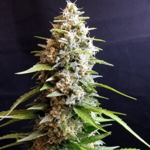 G13 Labs MALTEZERZ