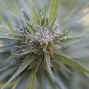 G13 Labs MIDNIGHT KUSH