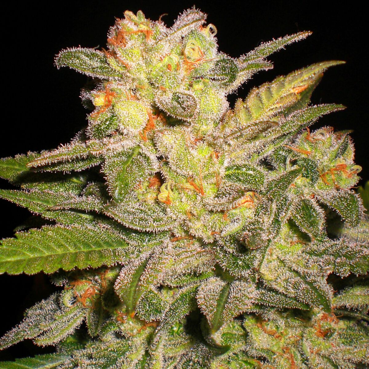 G13 Labs NL AUTOMATIC