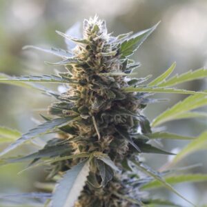 G13 Labs NORTHERN LIGHTS X SKUNK