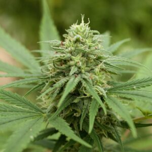 G13 Labs PINEAPPLE EXPRESS 2