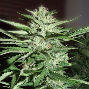 G13 Labs PINEAPPLE EXPRESS
