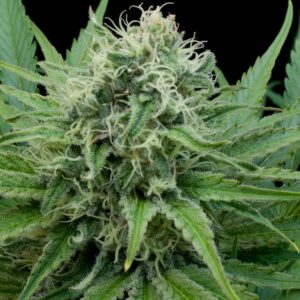 G13 Labs RAW DIESEL