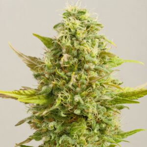 G13 Labs ROYAL KUSH