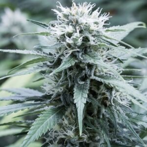 G13 Labs SWEET AMNESIA