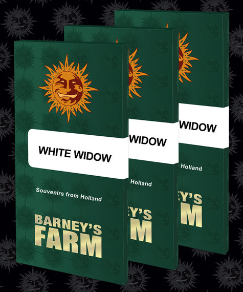 Barneys Farm WHITE WIDOW