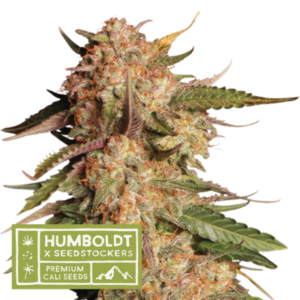 Humbold X Seedstockers BLUE MOBY AUTO