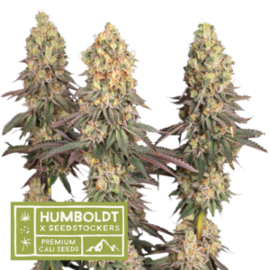 Humboldt X Seedstockers MACK & CRACK