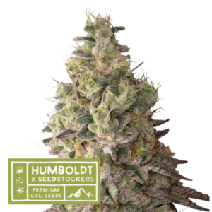 Humboldt X Seedstockers MACK & CRACK AUTO