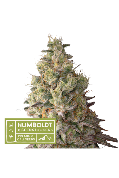 Humboldt X Seedstockers MACK & CRACK AUTO