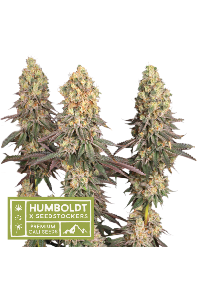 Humboldt X Seedstockers MACK & CRACK