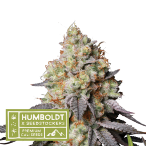 Humboldt X Seedstockers PANTY PUNCH AUTO