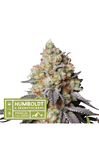 Humboldt X Seedstockers PANTY PUNCH AUTO